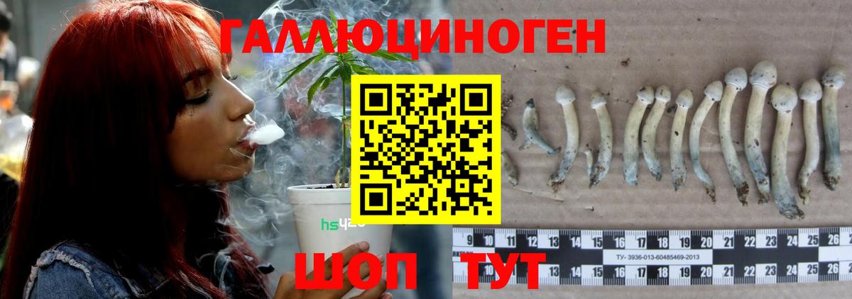 Псилоцибиновые грибы Psilocybine cubensis  Вход с VPN  Вичуга 